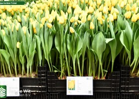 Tulipa Golden Ticket (1)